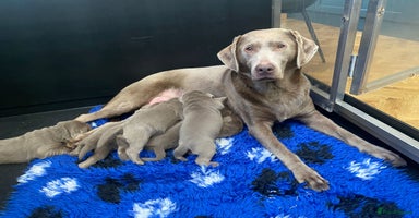 Labrador Retriever dogs - Advert 6