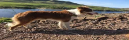 Border Collie dogs for sale: Fabulous Red Border Collie Puppies - Advert 23