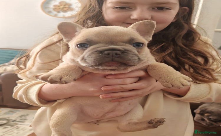 French Bulldog dogs - Advert 13
