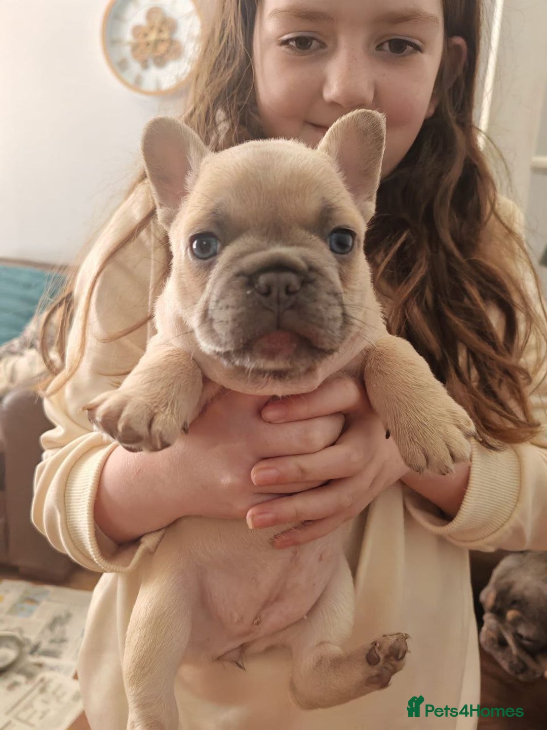 French Bulldog dogs for sale: French bulldogs puppies - Image 1