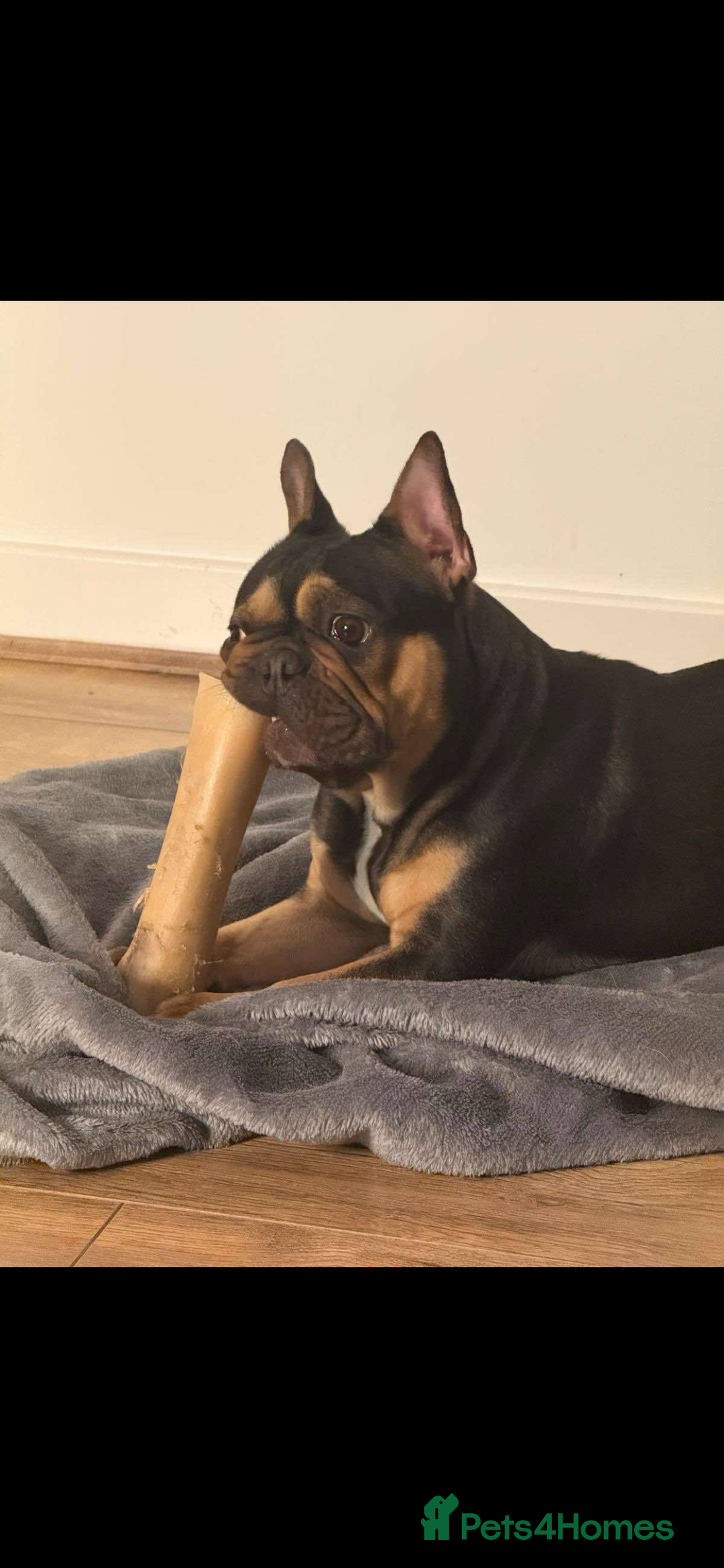 French Bulldog dogs for sale: Bruno - Frenchie 20 weeks old.  - Image 5