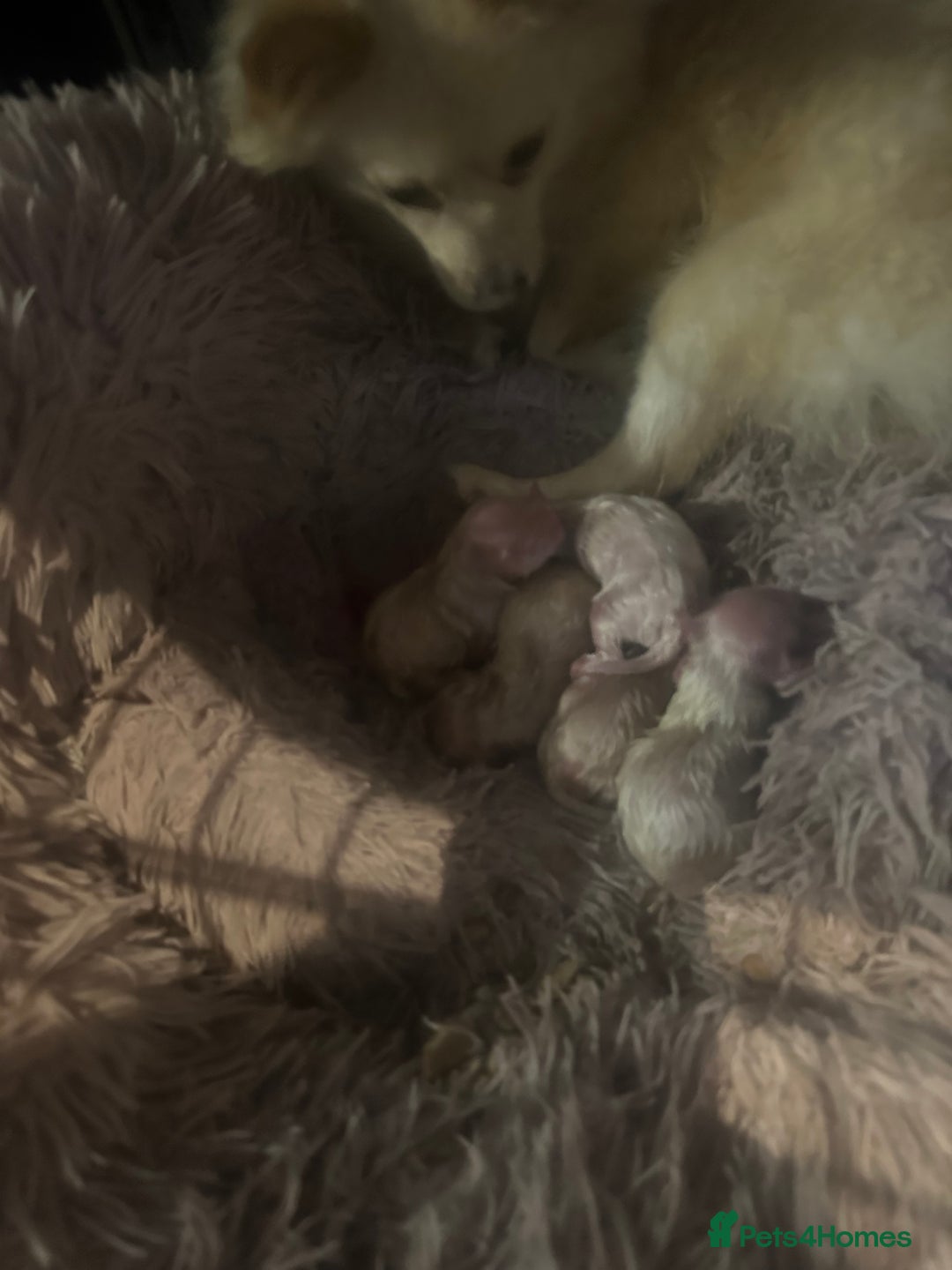 Pomeranian dogs for sale: Beautiful Russian/blue blood line puppies - Advert 7