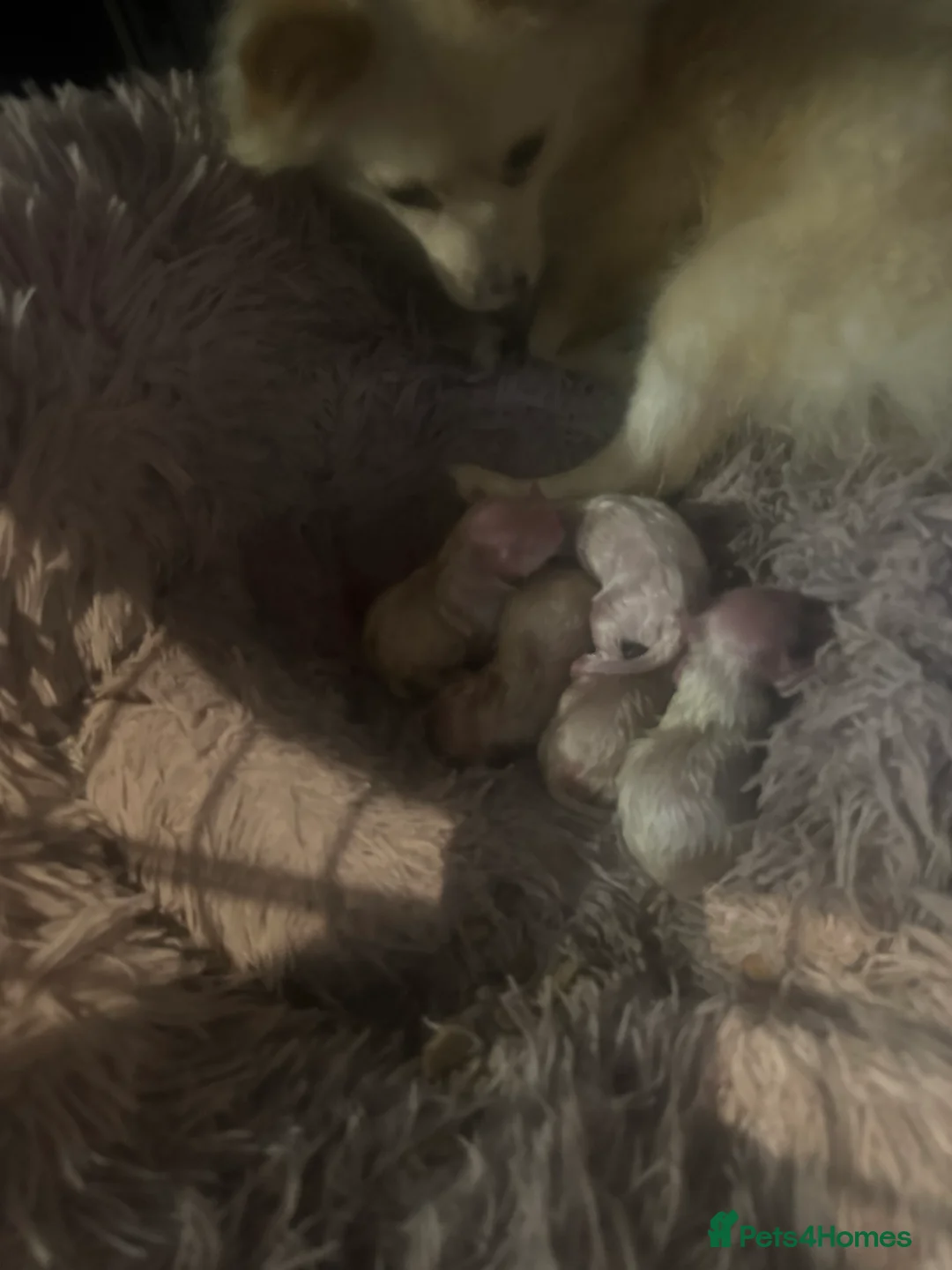 Pomeranian dogs for sale: Beautiful Russian blood line puppies - Advert 6