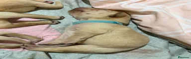 Labrador Retriever 9