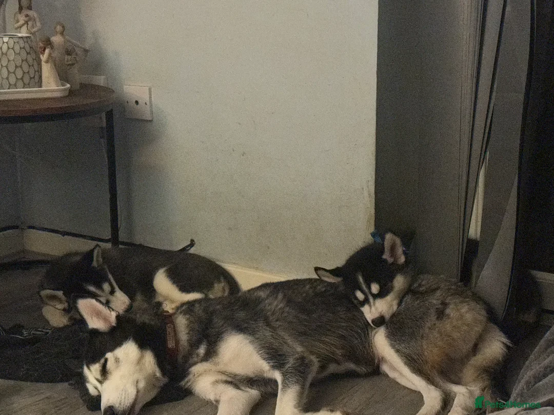 Siberian Husky dogs for sale: 2 husky pups for sale  - Advert 4