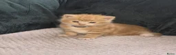 Mixed Breed cats for sale: Cutte baby cats for sale . - Advert 13