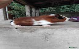 Guinea Pig rodents for sale: Tort and White Baby Boars. - Image 3