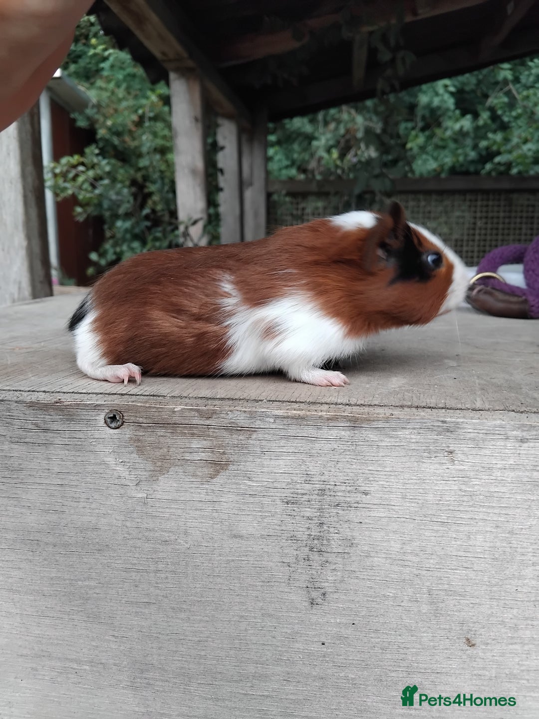 Guinea Pig rodents for sale: Tort and White Baby Boars. - Image 3