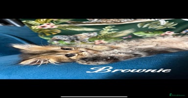 Persian cats - Advert 12