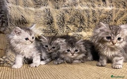 Maine Coon cats for sale: Maine coon kittens - Image 15