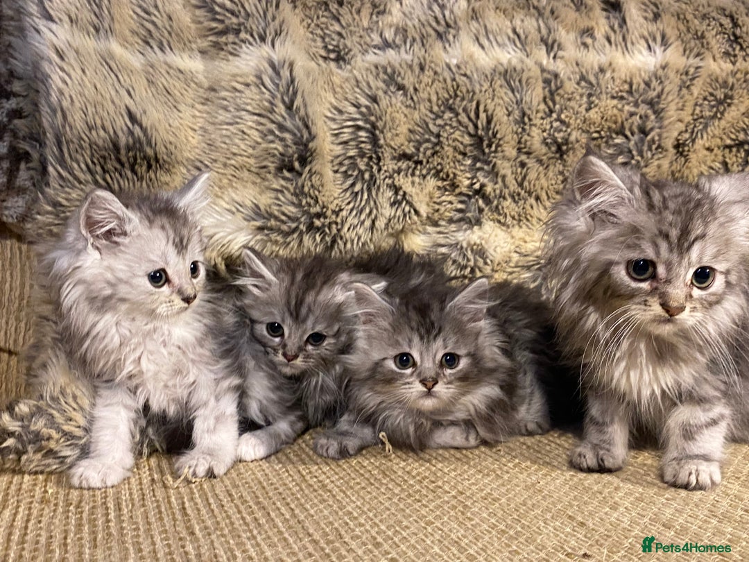 Maine Coon cats for sale: Maine coon kittens - Image 15