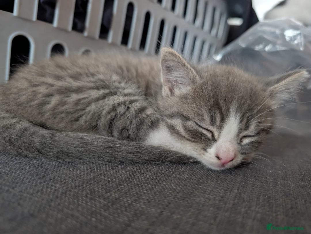 Mixed Breed cats for sale: Kittens  - Advert 5