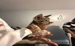 Ragdoll cats for sale: Ragdoll x bengal //// bengal x tabby - Image 15