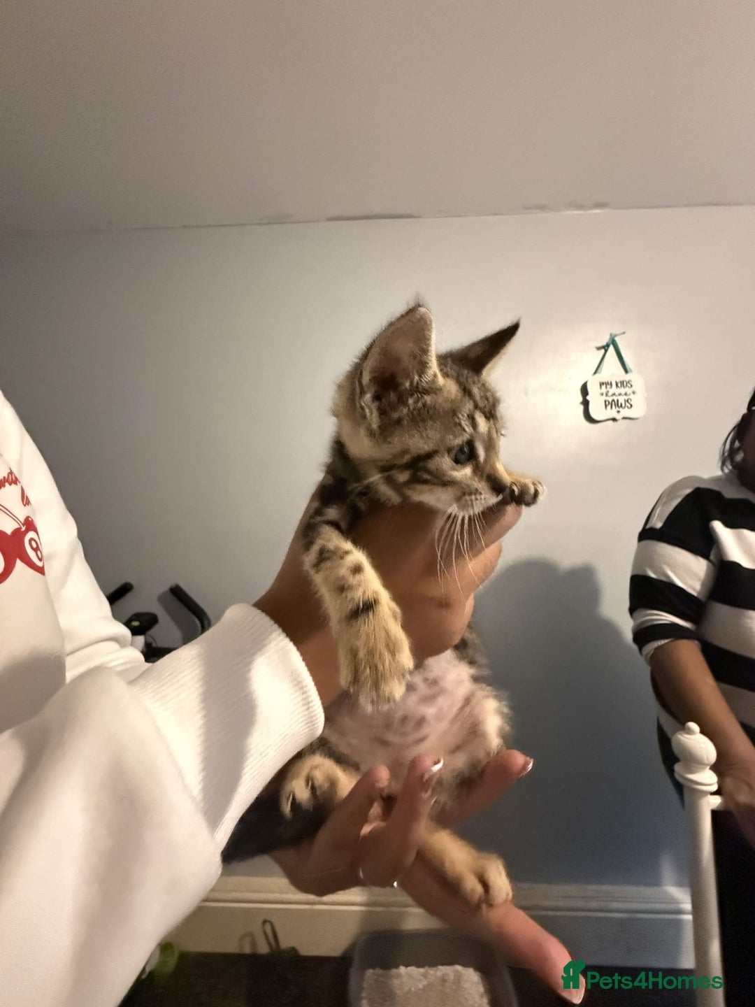 Ragdoll cats for sale: Ragdoll x bengal //// bengal x tabby - Image 15