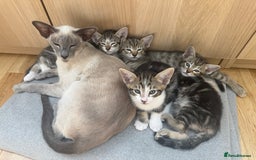 Siamese cats for sale: Siamese-Tabby Mix Kittens Available from 17th Sept - Image 3