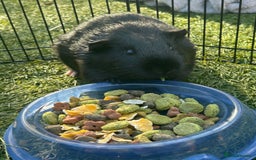 Guinea Pig rodents for sale: Two male guinea pigs  - Image 4