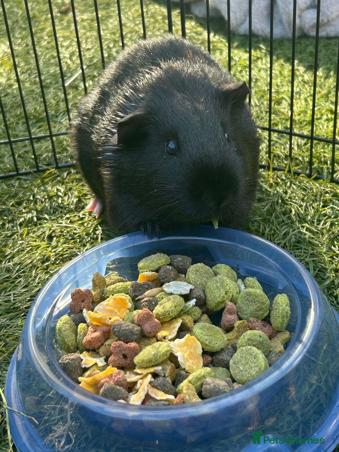 Guinea Pig rodents for sale: Two male guinea pigs  - Image 4