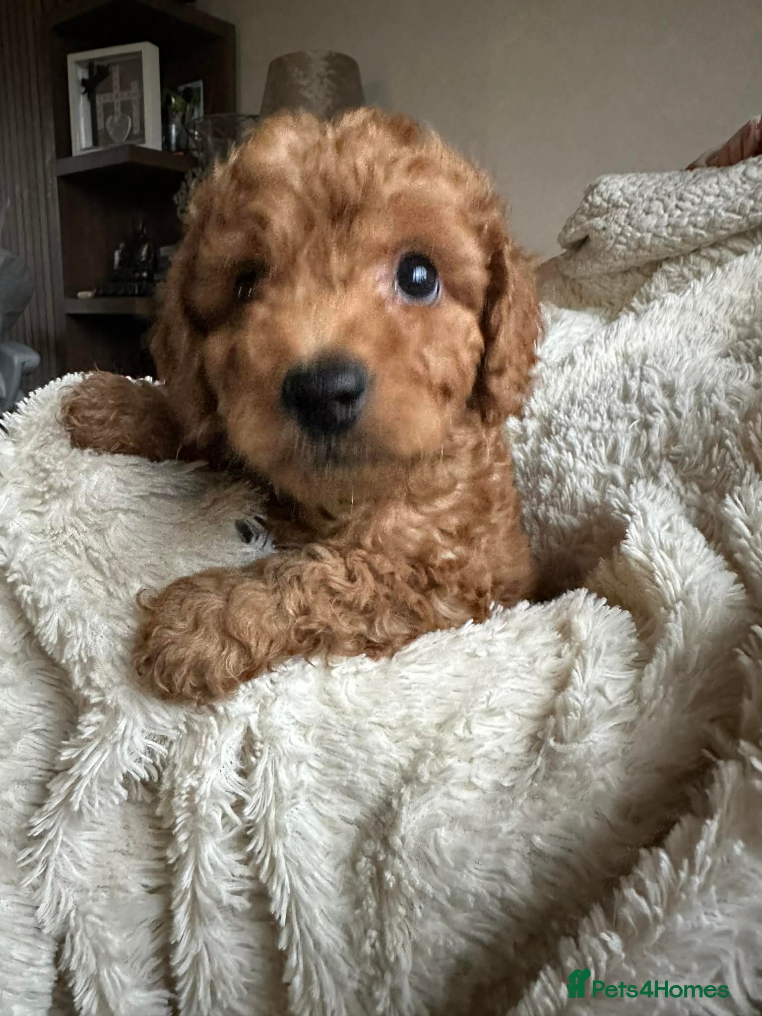 Cockapoo dogs Gorgeous F1b cockapoo puppies  - Advert 15