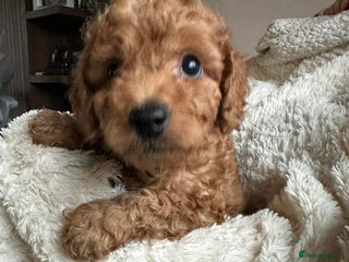 Cockapoo dogs Gorgeous F1b cockapoo puppies - Advert 16