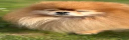 Pomeranian dogs for stud: Pomeranian stud - Advert 7