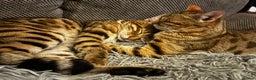 Bengal cats for sale: 2 lovable bengal brothers - Advert 4