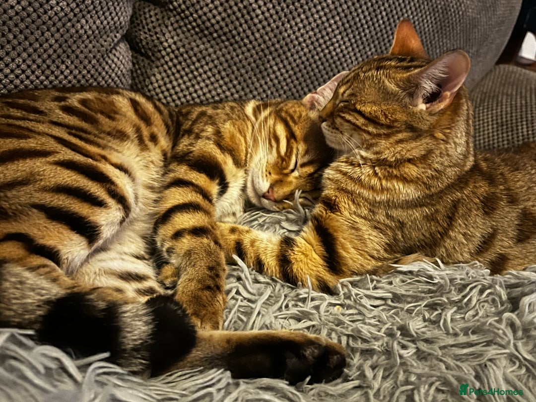 Bengal cats for sale: 2 lovable bengal brothers - Advert 4