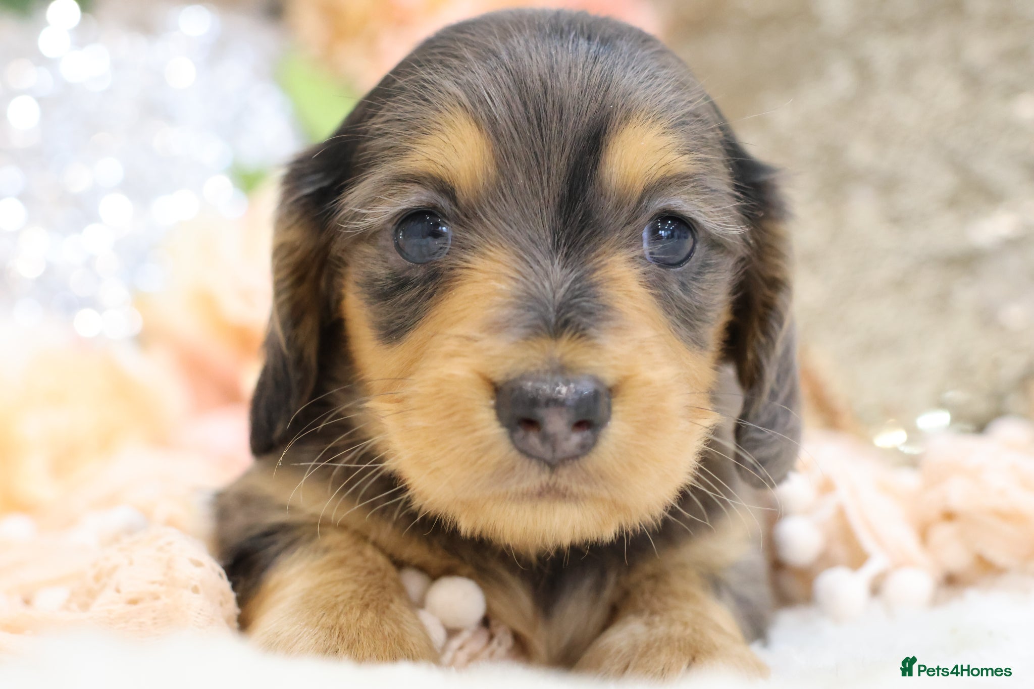 Miniature Dachshund dogs KC Longhair Miniature Dachshund Puppies - Advert 4