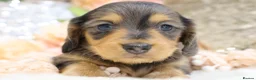 Miniature Dachshund dogs for sale: KC Longhair Miniature Dachshund Puppies - Advert 7