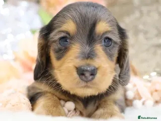 Miniature Dachshund dogs KC Longhair Miniature Dachshund Puppies - Advert 4