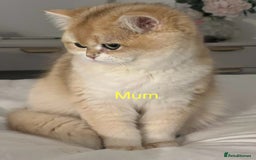 British Shorthair cats for sale: Golden NY12 British Shorthair Girl  - Image 9