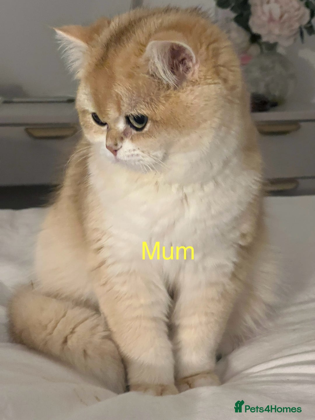 British Shorthair cats for sale: Golden NY12 British Shorthair Girl  - Image 9