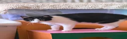 Mixed Breed cats for adoption: Muru and Mona Bonded Pair  - Advert 4