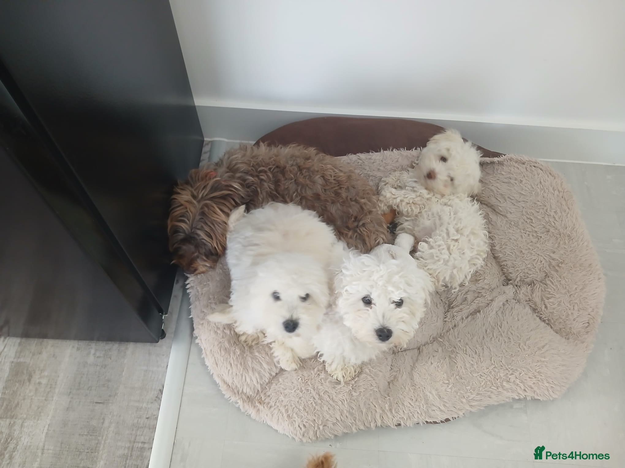 Havapoo dogs havapoo, beautiful puppies, 4 boys and 2 girls1200 - Advert 2
