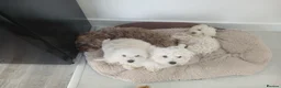 Havapoo dogs for sale: havapoo, beautiful puppies, 4 boys and 2 girls1200 - Advert 2