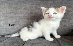 Domestic Shorthair cats for sale: Kittens - Image 6