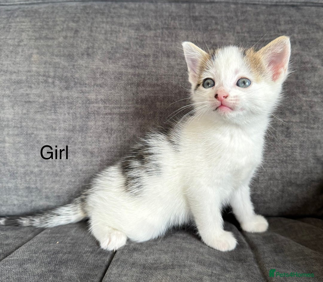Domestic Shorthair cats for sale: Kittens - Image 6