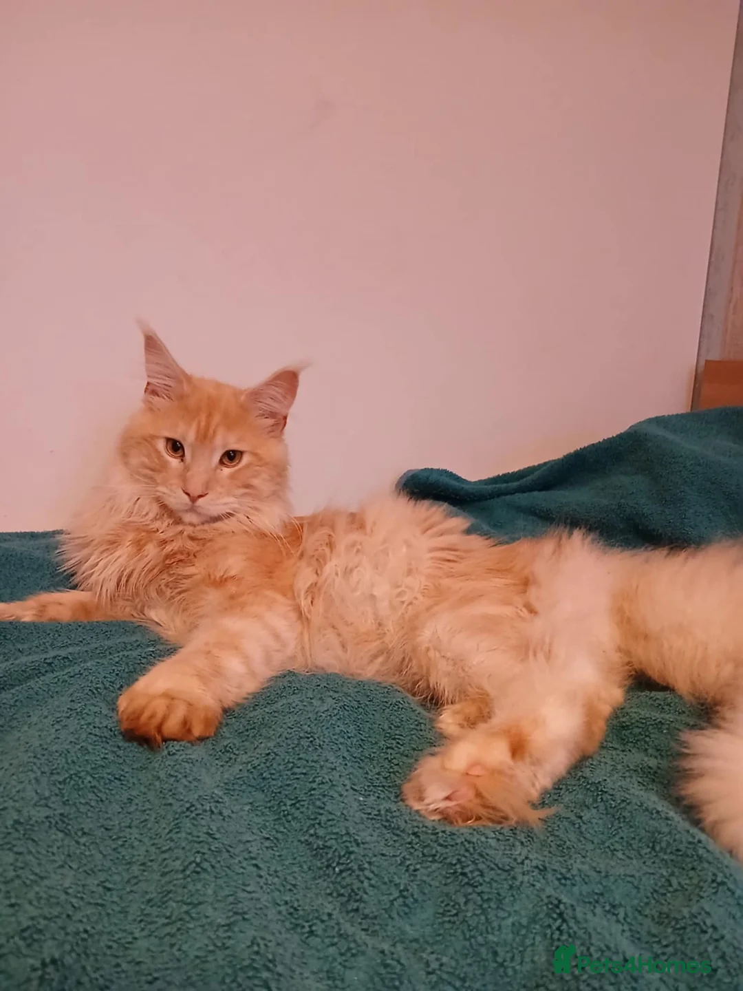 Maine Coon cats for sale: Beauiful Maine Coon kittens - Advert 2