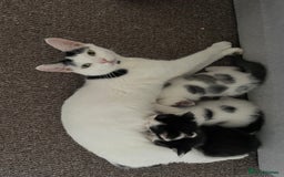 Mixed Breed cats for sale: 3 kittens for sale  - Image 10