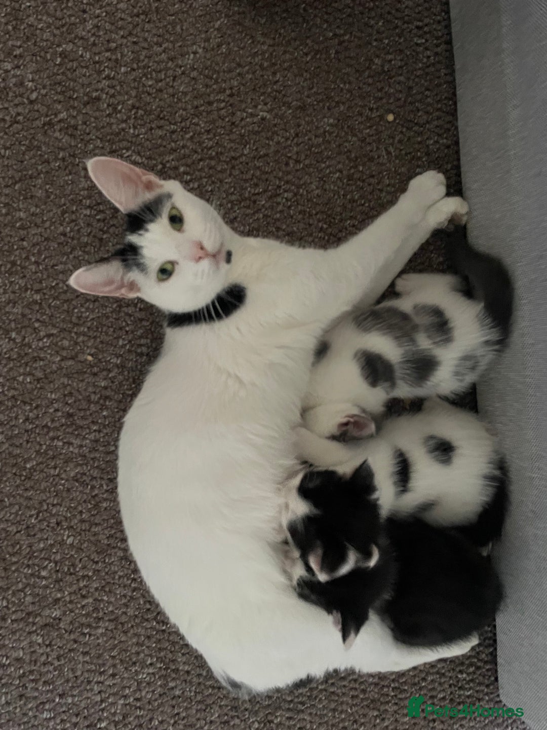 Mixed Breed cats for sale: 3 kittens for sale  - Image 10