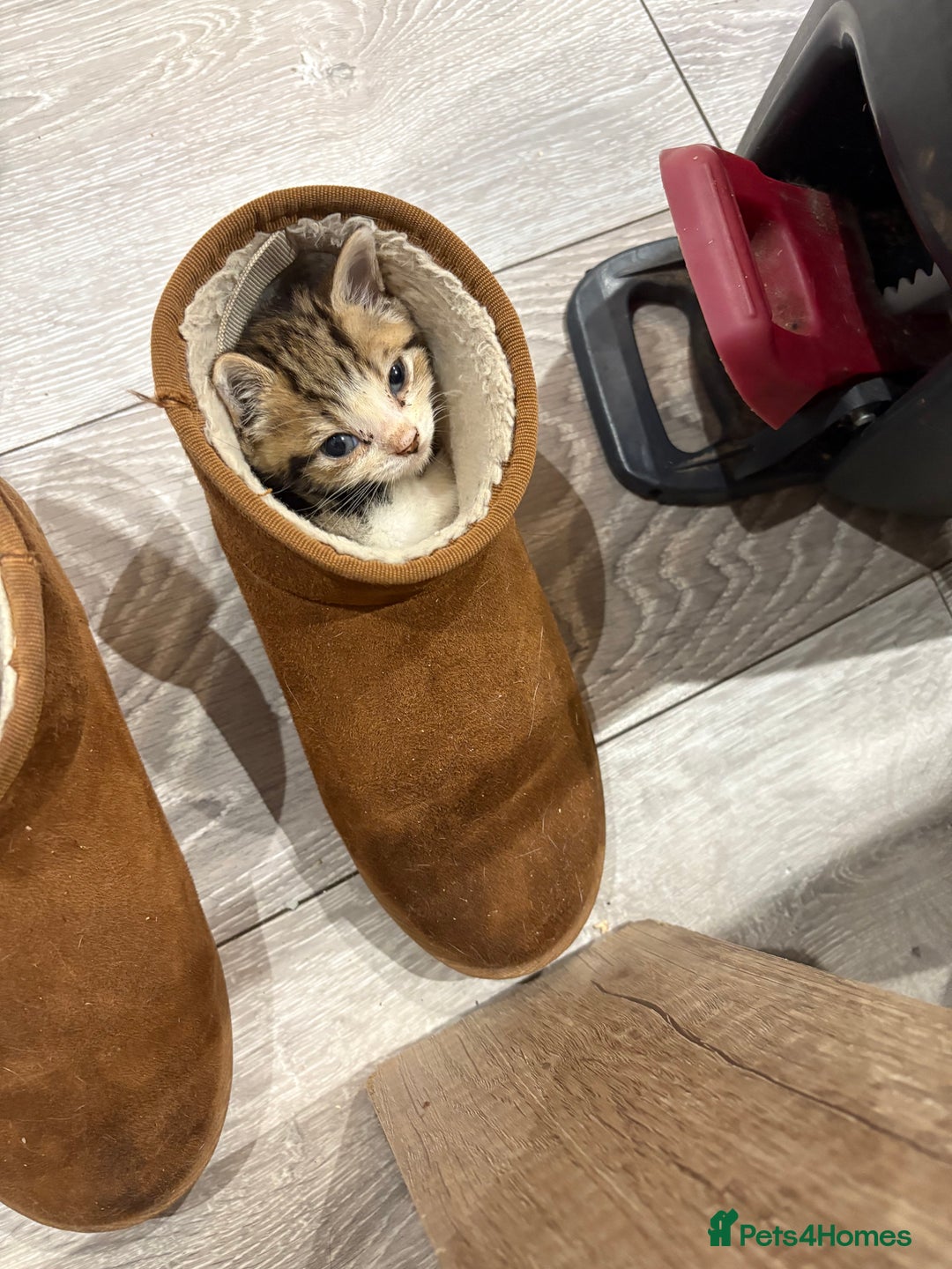 British Shorthair cats for sale: Beautiful tabby kitten looking for a furever home - Image 1