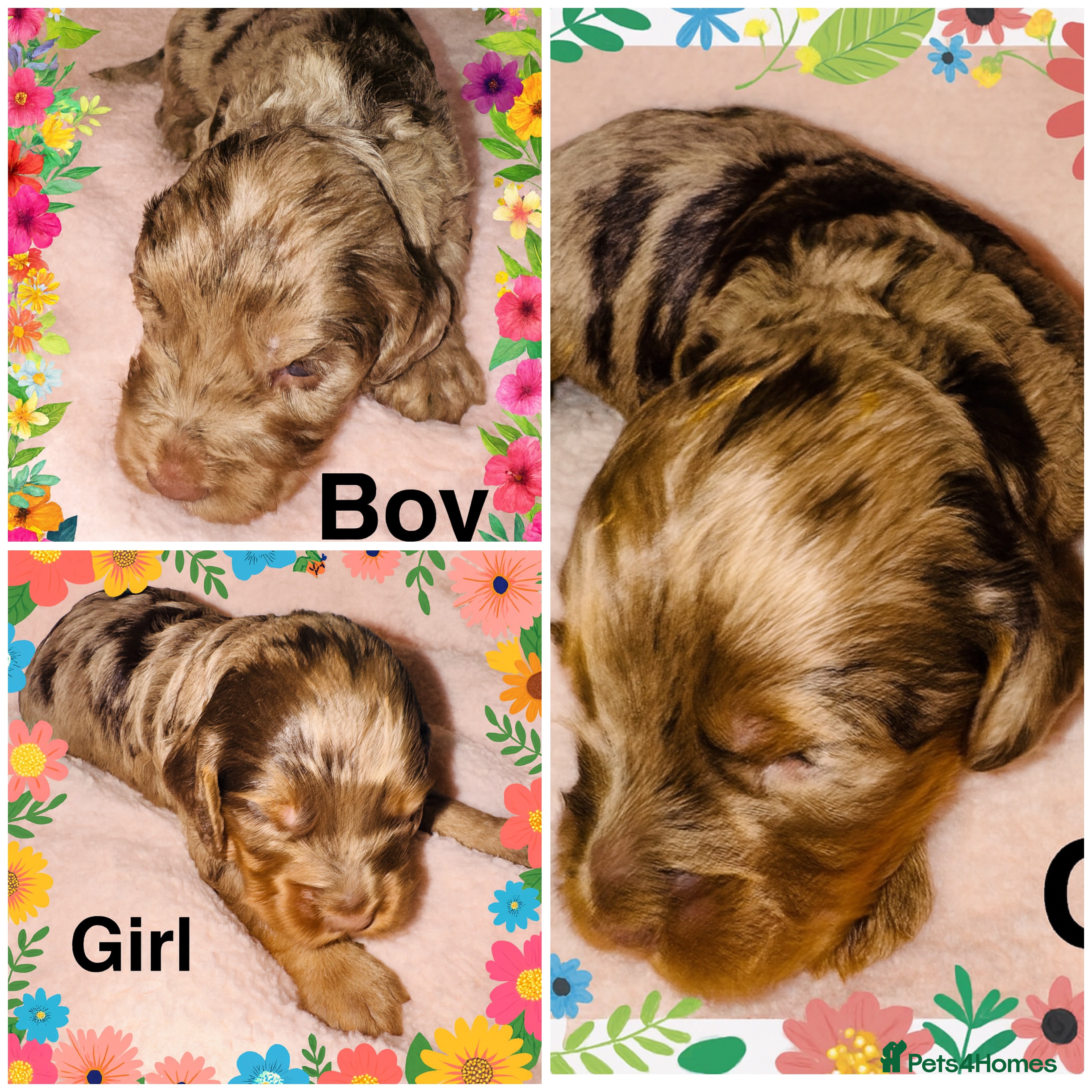 Cockapoo dogs DNA Tested F1 Rare Merle Cockapoos, Ready 20th Feb - Advert 16