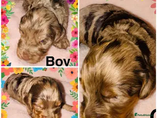 Cockapoo dogs DNA Tested F1 Rare Merle Cockapoos, Ready 20th Feb - Advert 9