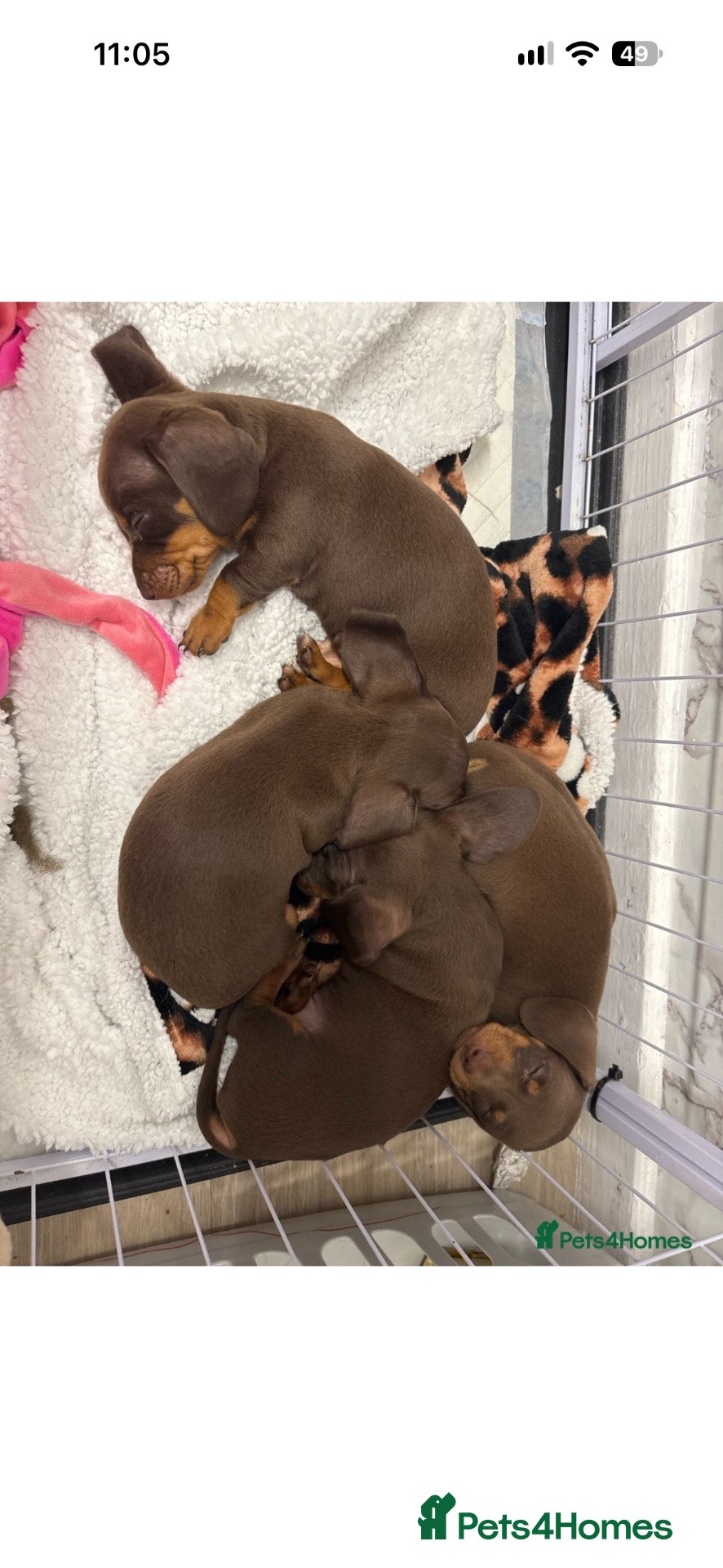 Dachshund dogs for sale: 4 beautiful chocolate dachshund puppy’s  - Advert 2