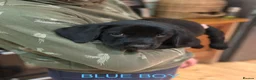 Labrador Retriever dogs for sale: KC Registered Labrador Puppies  ready to go - Advert 12