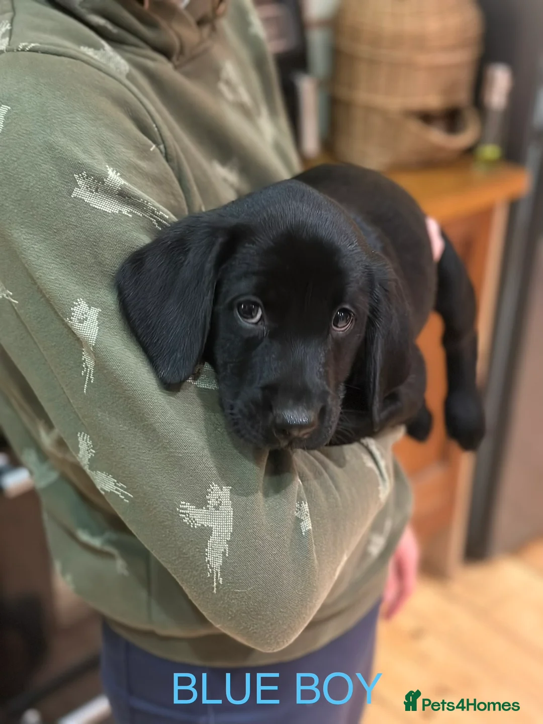 Labrador Retriever dogs for sale: KC Registered Labrador Puppies  ready to go - Advert 12