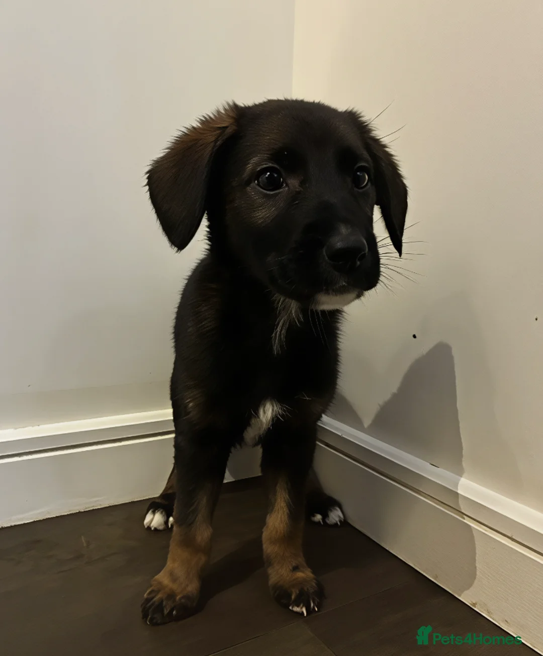 Mixed Breed dogs for sale: Puppies German Shepherd x Saluko x Dutch Harder - Advert 4
