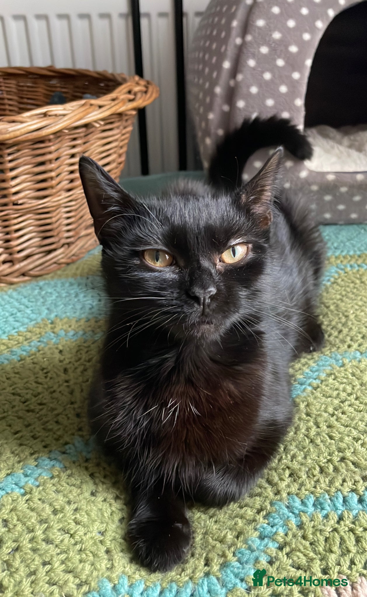 Domestic Shorthair cats Star, 8 month old girl  - Advert 14