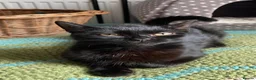 Domestic Shorthair cats for adoption: Star, 8 month old girl  - Advert 1