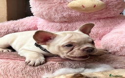 French Bulldog dogs for sale: Beautiful French Bulldog Puppies - Image 10