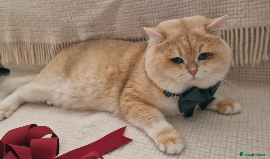 British Shorthair cats for stud: Pedigree Golden BSHstud, Emerald eyes, Active rg - Advert 13
